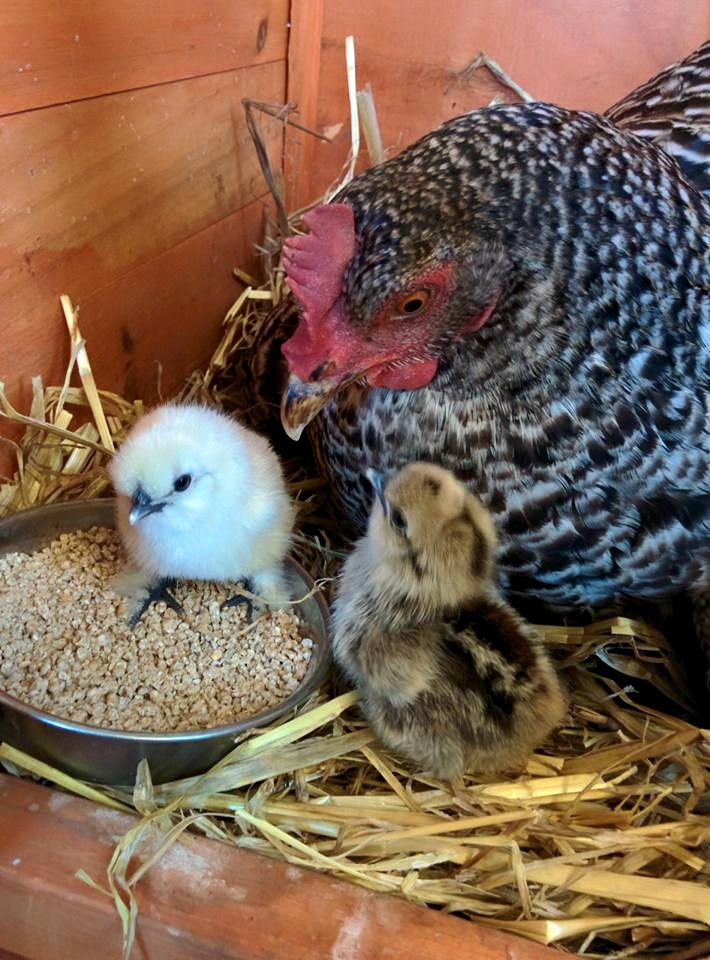 Chicks in food bowl